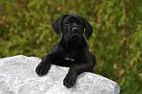 CANE CORSO 852